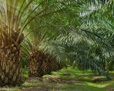 Les huiles de palme