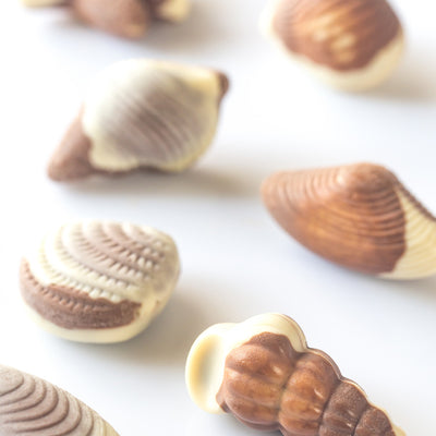 Chocolat coquillages de mer